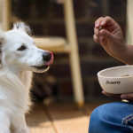 Więź z psem: jak ją budować i dlaczego zmienia zachowanie