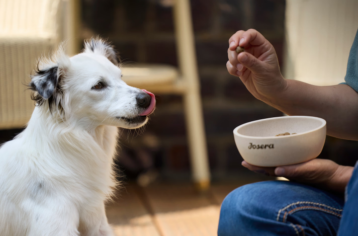 Więź z psem: jak ją budować i dlaczego zmienia zachowanie