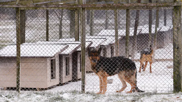 Schronisko „Happy Dog” w Sobolewie zamknięte. Decyzja weterynarii z Garwolina i reakcja Tuska