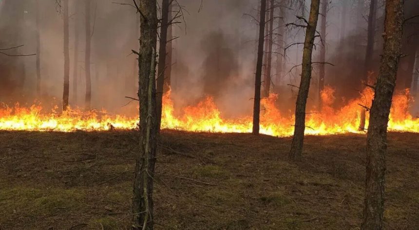 Pożar w Międzylesiu na Mazowszu. Czy przyczyną mogło być podpalenie?